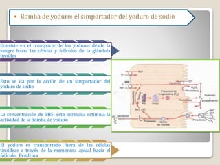  Bomba de yoduro: el simportador del yoduro de sodio
Consiste en el transporte de los yoduros desde la
sangre hasta las células y folículos de la glándula
tiroides
Esto se da por la acción de un simportador del
yoduro de sodio
La concentración de THS; esta hormona estimula la
actividad de la bomba de yoduro
El yoduro es transportado fuera de las células
tiroideas a través de la membrana apical hacia el
folículo. Pendrina
 