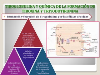  Formación y secreción de Tiroglobulina por las células tiroideas
El R E y el A G
sintetizan y
secretan hacia
los folículos
una gran
molécula
glucoproteica
Cada molécula
de
Tiroglobulina
contiene 70
moléculas de
tirosina
Células
glandulares
secretoras
de proteínas
Las hormona
tiroideas se
forman dentro
de la molécula
de
Tiroglobulina
 