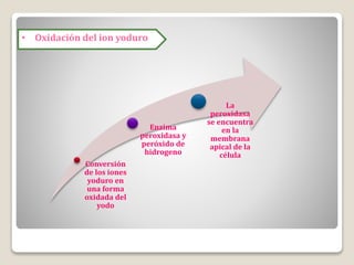 • Oxidación del ion yoduro
Conversión
de los iones
yoduro en
una forma
oxidada del
yodo
Enzima
peroxidasa y
peróxido de
hidrogeno
La
peroxidasa
se encuentra
en la
membrana
apical de la
célula
 