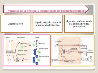 Organificación
El yodo oxidado se une al
aminoácido de tirosina
el yodo oxidado se asocia
a la enzima tiroidea
peroxidasa
• Yodación de la tirosina y formación de las hormonas tiroideas
 