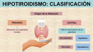 HIPOTIROIDISMO: CLASIFICACIÓN
Origen de la Alteración
PRIMARIO
Alteración en la glándula
tiroides
CENTRAL
Falla la estimulación de la
glándula
SECUNDARIO Hipofisario
TERCIARIO Hipotalámico
 