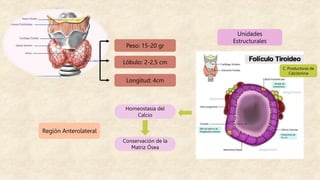 Peso: 15-20 gr
Lóbulo: 2-2,5 cm
Longitud: 4cm
Región Anterolateral
Unidades
Estructurales
C. Productoras de
Calcitonina
Homeostasia del
Calcio
Conservación de la
Matriz Ósea
 