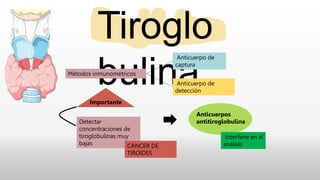 Tiroglo
bulina
Métodos inmunométricos
Anticuerpo de
captura
Anticuerpo de
detección
Importante
Detectar
concentraciones de
tiroglobulinas muy
bajas CÁNCER DE
TIROIDES
Anticuerpos
antitiroglobulina
Interfiere en el
análisis
 
