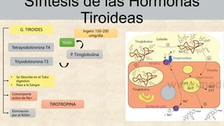 G. TIROIDES
Tetrayodotironina T4
Triyodotironina T3
P. Tiroglobulina
Yodo
Ingerir 150-200
umg/día
• Se Absorbe en el Tubo
digestivo
• Pasa a la Sangre
Cotransporte
activo de Na+
Eliminación
por el Riñón
TIROTROPINA
Síntesis de las Hormonas
Tiroideas
 
