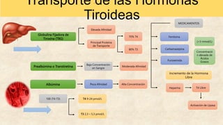 Transporte de las Hormonas
Tiroideas
Globulina Fijadora de
Tiroxina (TBG)
Principal Proteína
de Transporte
Elevada Afinidad
70% T4
80% T3
Prealbúmina o Transtiretina
Baja Concentración
en Sangre
Moderada Afinidad
Albúmina Poca Afinidad Alta Concentración
100 (T4-T3) T4 9-24 pmol/L
T3 2,3 – 5,3 pmol/L
MEDICAMENTOS
Fenitoina
Carbamazepina
Furosemida
Concentració
n elevada de
Ácidos
Grasos
(>3 mmol/L)
Incremento de la Hormona
Libre
Heparina T4 Libre
Activación de Lipasa
 