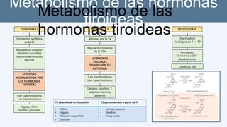Metabolismo de las hormonas
tiroideas
DESYODASA I
Formación periférica
de la T3
Afinidad por la T4
Requiere un cofactor
citosólico que debe
mantenerse reducido
NADPH
DESYODASA II
ACTIVIDAD
INCREMENTADA POR
LAS HORMONAS
TIROIDEAS
↑ en hipertiroidismo
↓ en hipotiroidismo
Regulación negativa
de la TSH
HORMONAS
TIROIDEAS
DISMINUYEN SU
ACTIVIDAD
↑ en hipotiroidismo
↓ en hipertiroidismo
DESYODASA III
Inactivadora
fisiológica de T4 y T3
Formando:
T3 reversa o 3,3´-
diyodotironina
T3 obtenida de la circulación T3 por conversión a partir de T4
• Riñón
• Hígado
• Músculo esquelético
• Corazón
• Corteza cerebral
• Hipófisis
• Grasa parda
Hígado, riñón,
hipófisis y tiroides
Cerebro, hipófisis, T.
adiposo marrón y
placenta
Cerebro y piel
Metabolismo de las
hormonas tiroideas
 