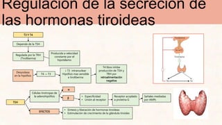 Regulación de la secreción de
las hormonas tiroideas
T3 Y T4
Depende de la TSH
Regulada por la TRH
(Tiroliberina)
Producida a velocidad
constante por el
hipotálamo
Desyodasa
en la hipófisis
T4 → T3
↓ T3 intranuclear
Hipófisis mas sensible
a tiroliberina
T4 libre inhibe
producción de TSH y
TRH por
retroalimentación
negativa
TSH
Células tirotropas de
la adenohipófisis
α
β
• Especificidad
• Unión al receptor
Receptor acoplado
a proteína G
Señales mediadas
por AMPc
EFECTOS
• Síntesis y liberación de hormonas tiroideas
• Estimulación de crecimiento de la glándula tiroides
 