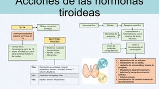 Acciones de las hormonas
tiroideas
T3 Y T4
Únicas con acción
biológica
Actividad metabólica
superior en T3 que en
T4
• Formas libres.
• Conversión a partir de T4
• Mayor afinidad por parte
de la proteína receptora
del nucleo.
RECEPTORES
TIROIDEOS
• Proteínas nucleares
monoméricas.
• Familia c-erbA.
• Alfa y beta.
TRα1 Distribución generalizada: músculo
esquelético, corazón ( principal), hueso y T.
celular subcutáneo.
TRβ1 Predomina en hígado y riñón.
TRβ2 Hipófisis anterior e hipotálamo.
• ↑ Metabolismo de los azúcares.
• ↑ Metabolismo de los lípidos.
• ↑ captación de aminoácidos y síntesis de
proteínas.
• ↑ Metabolismo basal del organismo.
• ↑ Velocidad y fuerza de contracción
cardiaca.
• ↑ Volumen minuto.
• Sensibilización del corazón al efecto de
las catecolaminas.
Hormona libre Núcleo Receptor específico
Homodímeros o
heterodímeros con el
receptor del ácido
retinoico.
Elementos de
respuesta
Unión de
moléculas
correguladoras
Unión a
componentes de
transcripción
 