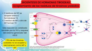 BIOSÍNTESIS DE HORMONAS TIROIDEAS
Acoplamiento de los residuos de tirosinas yodados
2 residuos de DIT se
acoplan entre sí
formándose T4
1 residuo de MIT y otro de
DIT forman T3
Esta reacción es catalizada
también por la TPO y requiere
del sistema generador del
H2O2
75% de las tirosinas
yodadas no se acoplan y
permanecen como MIT y
DIT
 