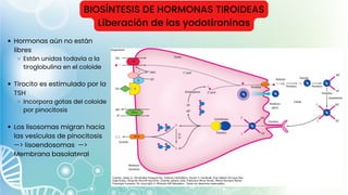 BIOSÍNTESIS DE HORMONAS TIROIDEAS
Liberación de las yodotironinas
Hormonas aún no están
libres
Están unidas todavía a la
tiroglobulina en el coloide
Tirocito es estimulado por la
TSH
Incorpora gotas del coloide
por pinocitosis
Los lisosomas migran hacia
las vesículas de pinocitosis
—> lisoendosomas —>
Membrana basolateral
 