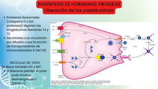 BIOSÍNTESIS DE HORMONAS TIROIDEAS
Liberación de las yodotironinas
Proteasas lisosomales
(catepsina D y tiol
proteasas) digieren las
tiroglobulinas liberando T4 y
T3
Secretadas a la circulación
por difusión o por la acción
de transportadores de
monocarboxilato 8 (MCT8)
Al liberarse pierden el yodo
yodo tirosina
deshalogenasa 1
(DEHAL-1)
RECICLAJE DEL YODO
Se libera también DIT y MIT
 
