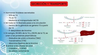 SECRECIÓN Y TRANSPORTE
Hormonas tiroideas secretadas
93% es T4
7% es T3
Mediante el transportador MCT8
NO toda la T4 liberada pasa a la circulación
Dentro de la glándula se genera T3 a partir
de T4
5’ desyodasa de tironina
En sangre, 99.98% de la T4, y 99.5% de la T3, se
unen a las proteínas plasmáticas
Globulina de unión a tiroxina (TBG)
Transtirretina (TTR)
Albúmina fijadora de la tironina
Al entrar a las células se unen
Cristalina μ (CRYM)
Se utilizan lentamente
 