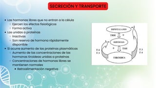 SECRECIÓN Y TRANSPORTE
Las hormonas libres que no entran a la célula
Ejercen los efectos fisiológicos
Forma activa
Las unidas a proteínas
Inactivas
Son reserva de hormona rápidamente
disponible
Si ocurre aumento de las proteínas plasmáticas
Aumento de las concentraciones de las
hormonas tiroideas unidas a proteínas
Concentraciones de hormonas libres se
mantienen normales
Retroalimentación negativa
 