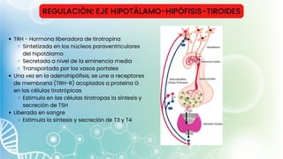 REGULACIÓN: EJE HIPOTÁLAMO-HIPÓFISIS-TIROIDES
TRH - Hormona liberadora de tirotropina
Sintetizada en los núcleos paraventriculares
del hipotálamo
Secretada a nivel de la eminencia media
Transportada por los vasos portales
Una vez en la adenohipófisis, se une a receptores
de membrana (TRH-R) acoplados a proteína G
en las células tirotrópicas
Estimula en las células tirotropas la síntesis y
secreción de TSH
Liberada en sangre
Estimula la síntesis y secreción de T3 y T4
 