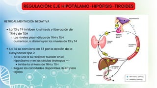 REGULACIÓN: EJE HIPOTÁLAMO-HIPÓFISIS-TIROIDES
La T3 y T4 inhiben la síntesis y liberación de
TRH y de TSH
Los niveles plasmáticos de TRH y TSH
aumentan, si disminuyen los niveles de T3 y T4
La T4 se convierte en T3 por la acción de la
Desyodasa tipo 2
T3 se une a su receptor nuclear en el
hipotálamo y en las células tirotropas —>
Inhibe la síntesis de TRH y TSH
Regula las cantidades disponibles de HT para
tejidos
RETROALIMENTACIÓN NEGATIVA
 