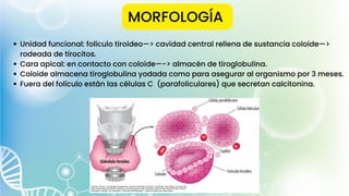 MORFOLOGÍA
Unidad funcional: folículo tiroideo—> cavidad central rellena de sustancia coloide—>
rodeada de tirocitos.
Cara apical: en contacto con coloide—-> almacén de tiroglobulina.
Coloide almacena tiroglobulina yodada como para asegurar al organismo por 3 meses.
Fuera del folículo están las células C (parafoliculares) que secretan calcitonina.
 