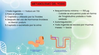 METABOLISMO DEL YODO
Yodo ingerido —> Yoduro en TGI
Pasa al plasma
Captado y utilizado por la Tiroides
Después del uso de Hormonas tiroideas
Liberan yoduro
Captado o excretado por la orina
1.
2.
3.
4.
a.
5.
Requerimiento mínimo —> 150 μg
Coloide se encuentra yodo en forma
de Tiroglobulina yodada o Yodo
oxidado
Autorregulación
Yodo ingerida es escasa por muchos
meses —> bocio
 