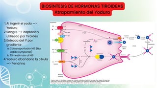 BIOSÍNTESIS DE HORMONAS TIROIDEAS
Atrapamiento del Yoduro
Al ingerir el yodo —>
Yoduro
Sangre —> captado y
utilizado por Tiroides
Entrada del Iº por
gradiente
Cotransportador NIS (Na
iodide symporter)
TSH estimula al NIS
Yoduro abandona la célula
—> Pendrina
1.
2.
3.
a.
b.
4.
 