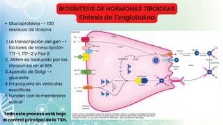 BIOSÍNTESIS DE HORMONAS TIROIDEAS
Síntesis de Tiroglobulina
Glucoproteína -> 100
residuos de tirosina
La transcripción del gen ->
factores de transcripción
TTF-1, TTF-2 y Pax 8
ARNm es traducido por los
ribosomas en el RER
Aparato de Golgi ->
glucosila
Empaqueta en vesículas
exocíticas
Funden con la membrana
apical
1.
2.
3.
4.
5.
Todo este proceso está bajo
el control principal de la TSH.
 