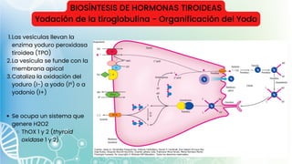 BIOSÍNTESIS DE HORMONAS TIROIDEAS
Yodación de la tiroglobulina - Organificación del Yodo
Las vesículas llevan la
enzima yoduro peroxidasa
tiroidea (TPO)
La vesícula se funde con la
membrana apical
Cataliza la oxidación del
yoduro (I−) a yodo (Iº) o a
yodonio (I+)
Se ocupa un sistema que
genere H2O2
ThOX 1 y 2 (thyroid
oxidase 1 y 2)
1.
2.
3.
 
