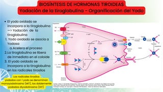 BIOSÍNTESIS DE HORMONAS TIROIDEAS
Yodación de la tiroglobulina - Organificación del Yodo
El yodo oxidado se
incorpora a la tiroglobulina
—> Yodación de la
tiroglobulina
Yodo oxidado se asocia a
Yodasa
Acelera el proceso
La tiroglobulina se libera
de inmediato en el coloide
El yodo oxidado se
incorpora a la tiroglobulina
en los radicales tirosilos
1.
a.
2.
3.
Los radicales tirosilos
yodados con 1 yodo se denominan
monoyodotirosina (MIT), los doblemente
yodados diyodotirosina (DIT)
 