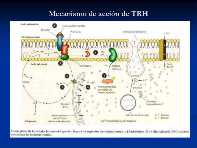 Breve guía de formula para calcular el metabolismo basal