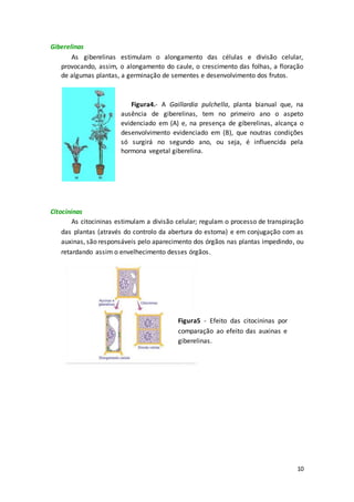 10
Giberelinas
As giberelinas estimulam o alongamento das células e divisão celular,
provocando, assim, o alongamento do caule, o crescimento das folhas, a floração
de algumas plantas, a germinação de sementes e desenvolvimento dos frutos.
Figura4.- A Gaillardia pulchella, planta bianual que, na
ausência de giberelinas, tem no primeiro ano o aspeto
evidenciado em (A) e, na presença de giberelinas, alcança o
desenvolvimento evidenciado em (B), que noutras condições
só surgirá no segundo ano, ou seja, é influencida pela
hormona vegetal giberelina.
Citocininas
As citocininas estimulam a divisão celular; regulam o processo de transpiração
das plantas (através do controlo da abertura do estoma) e em conjugação com as
auxinas, são responsáveis pelo aparecimento dos órgãos nas plantas impedindo, ou
retardando assim o envelhecimento desses órgãos.
Figura5 - Efeito das citocininas por
comparação ao efeito das auxinas e
giberelinas.
 