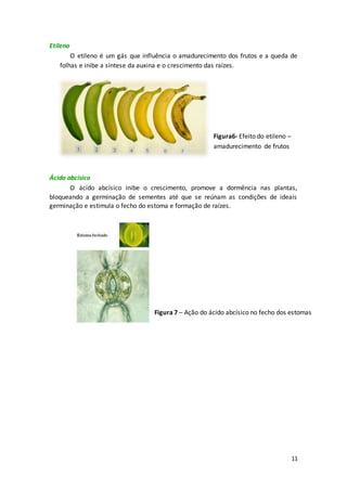 11
Etileno
O etileno é um gás que influência o amadurecimento dos frutos e a queda de
folhas e inibe a síntese da auxina e o crescimento das raízes.
Ácido abcísico
O ácido abcísico inibe o crescimento, promove a dormência nas plantas,
bloqueando a germinação de sementes até que se reúnam as condições de ideais
germinação e estimula o fecho do estoma e formação de raízes.
Figura6- Efeito do etileno –
amadurecimento de frutos
Figura 7 – Ação do ácido abcísico no fecho dos estomas
 