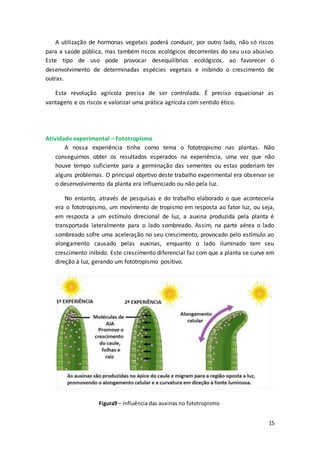 15
A utilização de hormonas vegetais poderá conduzir, por outro lado, não só riscos
para a saúde pública, mas também riscos ecológicos decorrentes do seu uso abusivo.
Este tipo de uso pode provocar desequilíbrios ecológicos, ao favorecer o
desenvolvimento de determinadas espécies vegetais e inibindo o crescimento de
outras.
Esta revolução agrícola precisa de ser controlada. É preciso equacionar as
vantagens e os riscos e valorizar uma prática agrícola com sentido ético.
Atividade experimental – Fototropismo
A nossa experiência tinha como tema o fototropismo nas plantas. Não
conseguimos obter os resultados esperados na experiência, uma vez que não
houve tempo suficiente para a germinação das sementes ou estas poderiam ter
alguns problemas. O principal objetivo deste trabalho experimental era observar se
o desenvolvimento da planta era influenciado ou não pela luz.
No entanto, através de pesquisas e do trabalho elaborado o que aconteceria
era o fototropismo, um movimento de tropismo em resposta ao fator luz, ou seja,
em resposta a um estímulo direcional de luz, a auxina produzida pela planta é
transportada lateralmente para o lado sombreado. Assim, na parte aérea o lado
sombreado sofre uma aceleração no seu crescimento, provocado pelo estímulo ao
alongamento causado pelas auxinas, enquanto o lado iluminado tem seu
crescimento inibido. Este crescimento diferencial faz com que a planta se curve em
direção à luz, gerando um fototropismo positivo.
Figura9 – Influência das auxinas no fototropismo
 