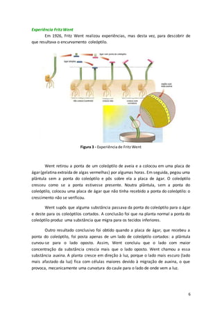 6
Experiência Fritz Went
Em 1926, Fritz Went realizou experiências, mas desta vez, para descobrir de
que resultava o encurvamento coleóptilo.
Went retirou a ponta de um coleóptilo de aveia e a colocou em uma placa de
ágar (gelatina extraída de algas vermelhas) por algumas horas. Em seguida, pegou uma
plântula sem a ponta do coleóptilo e pôs sobre ela a placa de ágar. O coleóptilo
cresceu como se a ponta estivesse presente. Noutra plântula, sem a ponta do
coleóptilo, colocou uma placa de ágar que não tinha recebido a ponta do coleóptilo: o
crescimento não se verificou.
Went supôs que alguma substância passava da ponta do coleóptilo para o ágar
e deste para os coleóptilos cortados. A conclusão foi que na planta normal a ponta do
coleóptilo produz uma substância que migra para os tecidos inferiores.
Outro resultado conclusivo foi obtido quando a placa de ágar, que recebeu a
ponta do coleóptilo, foi posta apenas de um lado de coleóptilo cortados: a plântula
curvou-se para o lado oposto. Assim, Went concluiu que o lado com maior
concentração da substância crescia mais que o lado oposto. Went chamou a essa
substância auxina. A planta cresce em direção à luz, porque o lado mais escuro (lado
mais afastado da luz) fica com células maiores devido à migração de auxina, o que
provoca, mecanicamente uma curvatura do caule para o lado de onde vem a luz.
Figura 3 - Experiência de Fritz Went
 