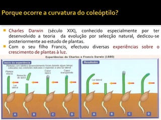  Charles Darwin (século XIX), conhecido especialmente por ter
desenvolvido a teoria da evolução por selecção natural, dedicou-se
posteriormente ao estudo de plantas.
 Com o seu filho Francis, efectuou diversas experiências sobre o
crescimento de plantas à luz.
 
