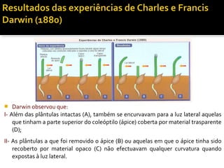  Darwin observou que:
I- Além das plântulas intactas (A), também se encurvavam para a luz lateral aquelas
que tinham a parte superior do coleóptilo (ápice) coberta por material trasparente
(D);
II- As plântulas a que foi removido o ápice (B) ou aquelas em que o ápice tinha sido
recoberto por material opaco (C) não efectuavam qualquer curvatura quando
expostas à luz lateral.
 