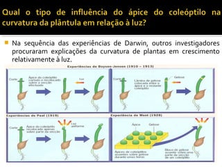  Na sequência das experiências de Darwin, outros investigadores
procuraram explicações da curvatura de plantas em crescimento
relativamente à luz.
 