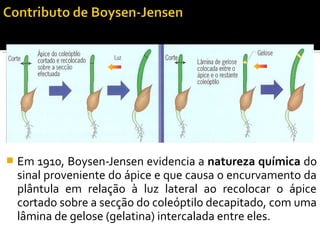  Em 1910, Boysen-Jensen evidencia a natureza química do
sinal proveniente do ápice e que causa o encurvamento da
plântula em relação à luz lateral ao recolocar o ápice
cortado sobre a secção do coleóptilo decapitado, com uma
lâmina de gelose (gelatina) intercalada entre eles.
 