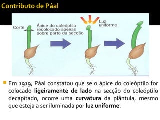  Em 1919, Páal constatou que se o ápice do coleóptilo for
colocado ligeiramente de lado na secção do coleóptilo
decapitado, ocorre uma curvatura da plântula, mesmo
que esteja a ser iluminada por luz uniforme.
 