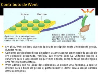  Em 1928, Went colocou diversos ápices de coleóptilos sobre um bloco de gelose,
durante horas.
 Com uma porção desse bloco de gelose, assente apenas em metade da secção de
um coleóptilo decapitado, verificou que mesmo com luz uniforme ocorria a
curvatura para o lado oposto ao que tinha o bloco, como se fosse em direcção a
uma fonte luminosa lateral.
 Went admitiu que no ápice dos coleóptilos se produz uma hormona, a qual se
difunde para o bloco de gelose e, posteriormente, deste para a secção cortada
desses coleóptilos.
 
