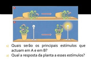 1) Quais serão os principais estímulos que
actuam em A e em B?
2) Qual a resposta da planta a esses estímulos?
 