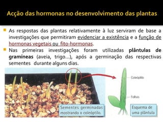  As respostas das plantas relativamente à luz serviram de base a
investigações que permitiram evidenciar a existência e a função de
hormonas vegetais ou fito-hormonas.
 Nas primeiras investigações foram utilizadas plântulas de
gramíneas (aveia, trigo…), após a germinação das respectivas
sementes durante alguns dias.
 