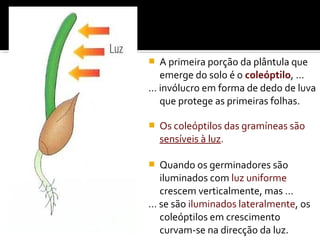  A primeira porção da plântula que
emerge do solo é o coleóptilo, …
… invólucro em forma de dedo de luva
que protege as primeiras folhas.
 Os coleóptilos das gramíneas são
sensíveis à luz.
 Quando os germinadores são
iluminados com luz uniforme
crescem verticalmente, mas …
… se são iluminados lateralmente, os
coleóptilos em crescimento
curvam-se na direcção da luz.
 