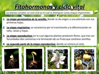 Fitohormonas y ciclo vitalFitohormonas y ciclo vital
Las plantas cumplen un ciclo vital en el cual se distinguen varias etapas importantes:
1.1. La etapa germinativa de la semilla:La etapa germinativa de la semilla: donde se da origen a una plántula con sus
primeras hojas.
2.2. La etapa vegetativa:La etapa vegetativa: se caracteriza por el crecimiento y la diferenciación en
tallo, raíces y hojas.
3.3. La etapa reproductiva:La etapa reproductiva: en la cual algunas plantas producen flores, que tras ser
fecundadas dan comienzo a la formación de un fruto que contiene semillas.
4.4. La segunda parte de la etapa reproductiva:La segunda parte de la etapa reproductiva: donde se reinicia el ciclo.
 
