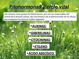 Fitohormonas y ciclo vitalFitohormonas y ciclo vital
•Se conocen cinco grupos de fitohormonas, que son las responsables del
control de la división celular, del crecimiento y de la diferenciación de las células
que componen los diversos tejidos vegetales:
•AUXINASAUXINAS;;
•GIBERELINASGIBERELINAS;;
•CITOCININASCITOCININAS;;
•ETILENOETILENO;;
•ÁCIDO ABSCÍSICO.ÁCIDO ABSCÍSICO.
 