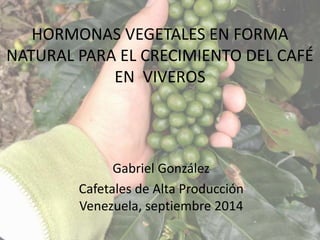HORMONAS VEGETALES EN FORMA
NATURAL PARA EL CRECIMIENTO DEL CAFÉ
EN VIVEROS
Gabriel González
Cafetales de Alta Producción
Venezuela, septiembre 2014
 