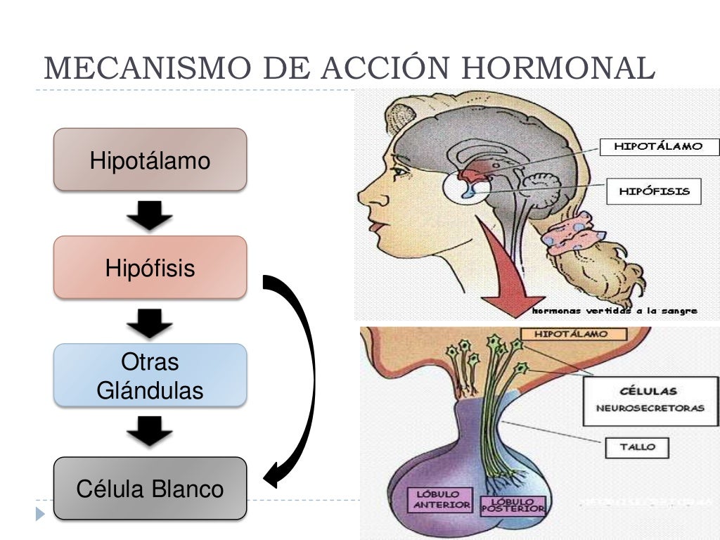 Hormonas y control hormonal