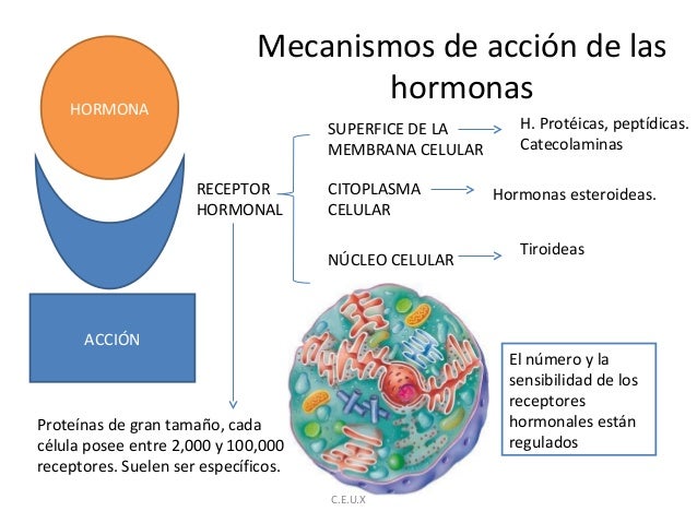 Aumentar el pecho en irkutske