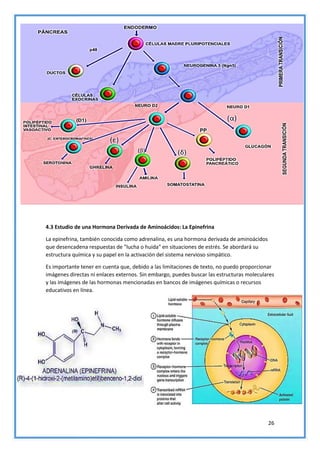 Hormonas y sus formulas quimicas - grupo 6.pdf