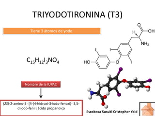 TRIYODOTIRONINA (T3)
C15H12I3NO4
(2S)-2-amino-3- [4-(4-hidroxi-3-iodo-fenoxi)- 3,5-
diiodo-fenil] ácido propanoico
Nombre de la IUPAC
Tiene 3 átomos de yodo.
Escobosa Susuki Cristopher Yaid
 