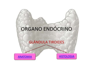 ORGANO ENDÓCRINO
GLÁNDULA TIROIDES
ANATOMIA HISTOLOGIA
 