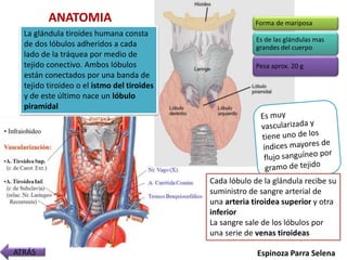 La glándula tiroides humana consta
de dos lóbulos adheridos a cada
lado de la tráquea por medio de
tejido conectivo. Ambos lóbulos
están conectados por una banda de
tejido tiroideo o el istmo del tiroides
y de este último nace un lóbulo
piramidal
Cada lóbulo de la glándula recibe su
suministro de sangre arterial de
una arteria tiroidea superior y otra
inferior
La sangre sale de los lóbulos por
una serie de venas tiroideas
ANATOMIA Forma de mariposa
Es de las glándulas mas
grandes del cuerpo
Pesa aprox. 20 g
ATRÁS Espinoza Parra Selena
 