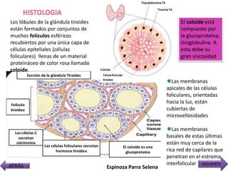 Los lóbulos de la glándula tiroides
están formados por conjuntos de
muchos folículos esféricos
recubiertos por una única capa de
células epiteliales (células
foliculares) llenas de un material
proteináceo de color rosa llamado
coloide.
Las membranas
apicales de las células
foliculares, orientadas
hacia la luz, están
cubiertas de
microvellosidades
Las membranas
basales de estas últimas
están muy cerca de la
rica red de capilares que
penetran en el estroma
interfolicular
El coloide está
compuesto por
la glucoproteína,
tiroglobulina. A
esta debe su
gran viscosidad
HISTOLOGIA
ATRÁS SIGUIENTE
Espinoza Parra Selena
 