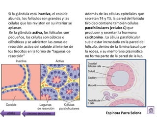 Si la glándula está inactiva, el coloide
abunda, los folículos son grandes y las
células que los revisten en su interior se
aplanan.
En la glándula activa, los folículos son
pequeños, las células son cúbicas o
cilíndricas y se advierten las zonas de
resorción activa del coloide al interior de
los tirocitos en la forma de “lagunas de
resorción”
Además de las células epiteliales que
secretan T4 y T3, la pared del folículo
tiroideo contiene también células
parafoliculares (celulas C) que
producen y secretan la hormona
calcitonina . La célula parafolicular
suele estar incrustada en la pared del
folículo, dentro de la lámina basal que
lo rodea, y su membrana plasmática
no forma parte de la pared de la luz.
ATRÁS ORGANO ENDOCRINO Espinoza Parra Selena
 